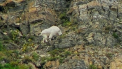 PICTURES/Glacier - The Loop Trail/t_Mountain Goat5.JPG